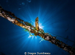 Messiah. A common seahorse descending from heaven. Canon ... by Dragos Dumitrescu 